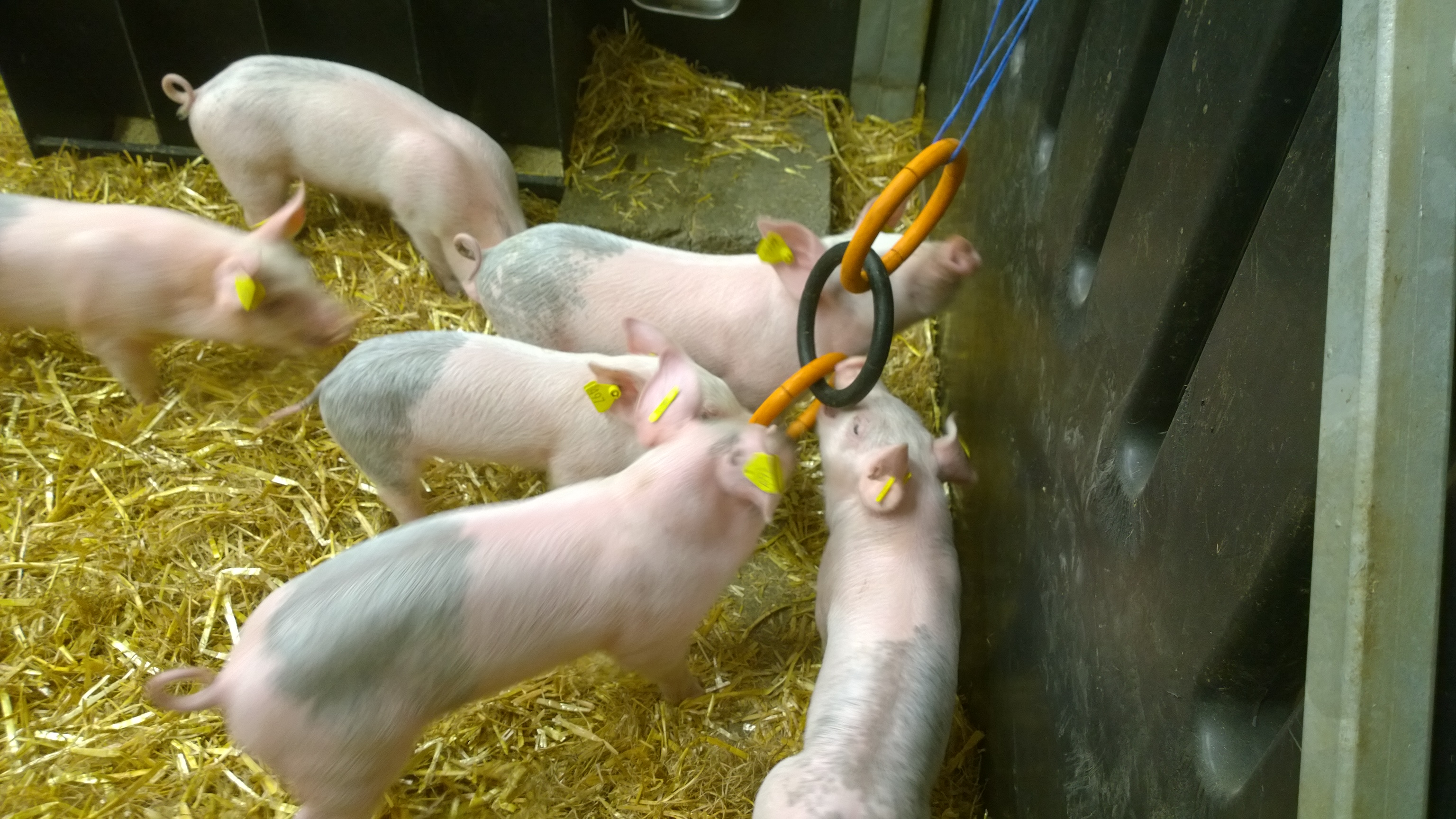 Enrichment for pigs